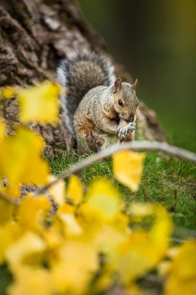 Восточная серая белка (Sciurus carollensis)) — стоковое фото