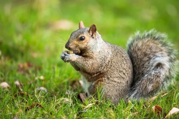 Oostelijke grijze eekhoorn (Sciurus carolinensis)) — Stockfoto