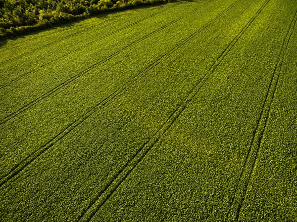 Terras agrícolas de cima - imagem aérea de um verde exuberante arquivado — Fotografia de Stock