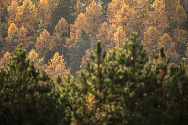 Paisagem de outono (DOF rasa; imagem tonificada a cores ) — Fotografia de Stock