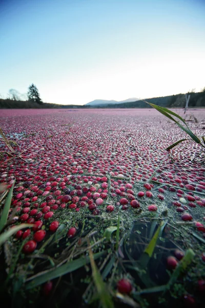크랜베리 수확 — 스톡 사진