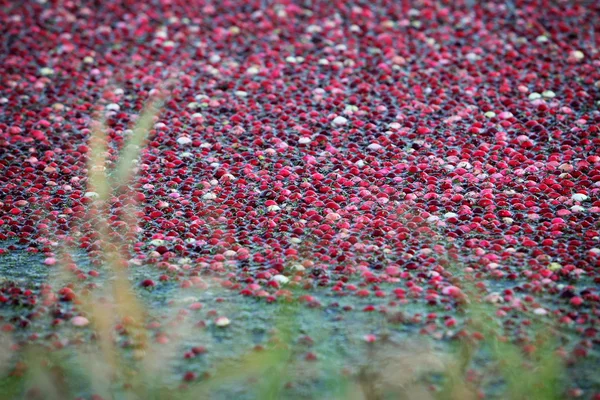 Cranberry Harvesting — Stock Photo, Image