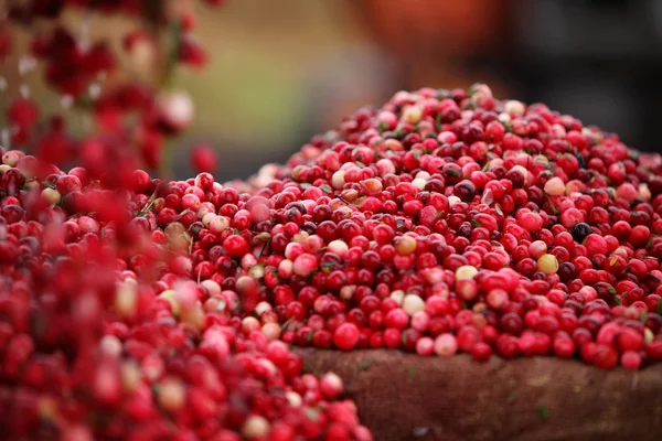 小红莓收获在不列颠哥伦比亚省 — 图库照片