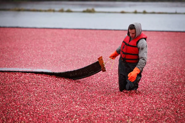 Cranberry Harvesting — Stock Photo, Image