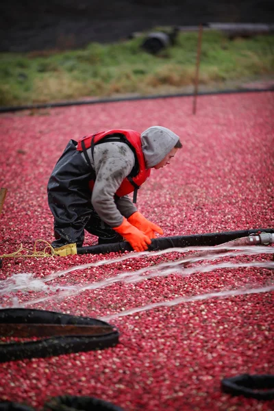 Cranberry Harvesting — Stock Photo, Image