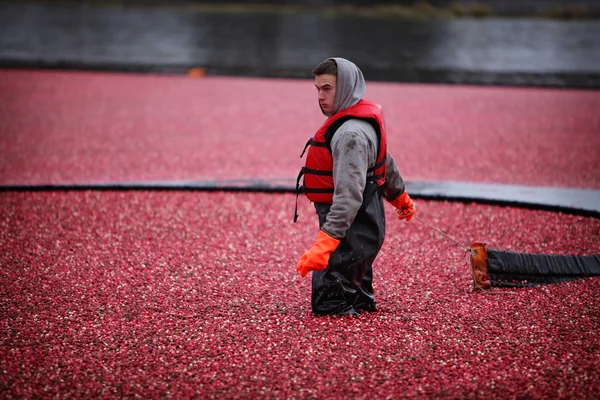 Cranberry Harvesting — Stock Photo, Image