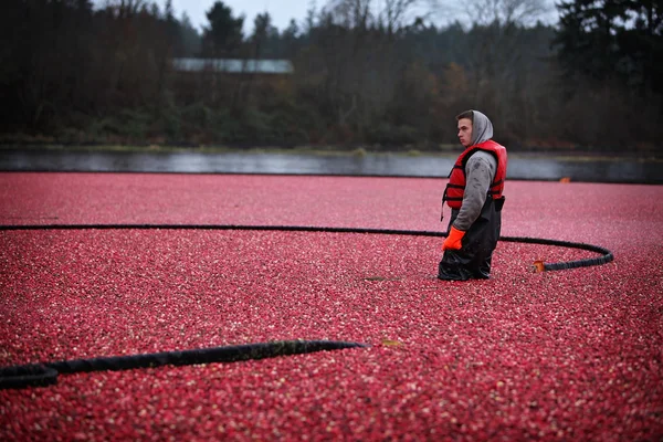 Cranberry Harvesting — Stock Photo, Image