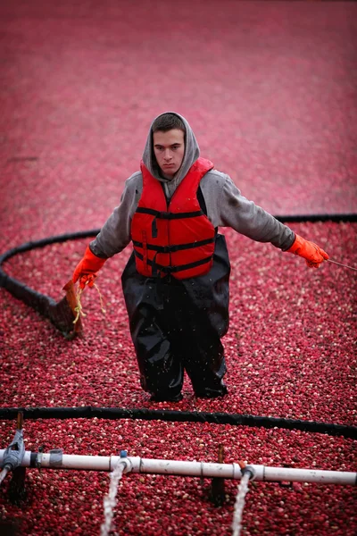 Cranberry Harvesting — Stock Photo, Image