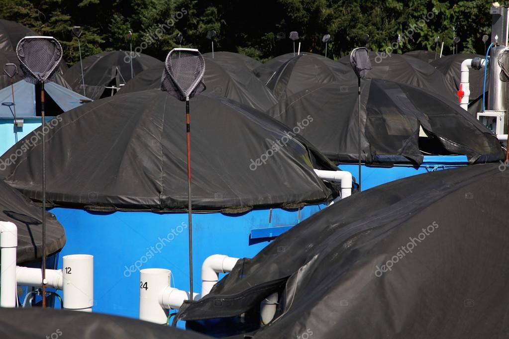 Salmon fish hatchery — Stock Photo © RainerPlendl 97055312