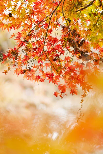 Herbst im Wald — Stockfoto