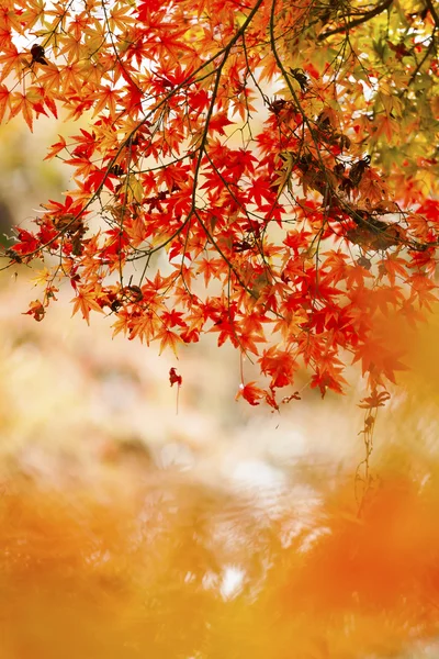 Feuilles rouges en automne au Japon — Photo