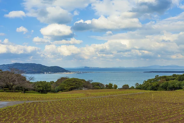 Campo de flores em Japão — Fotografia de Stock