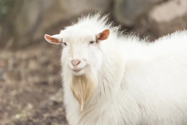 Goat on farm — Stock Photo, Image