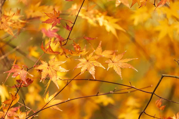 Herbstblätter — Stockfoto