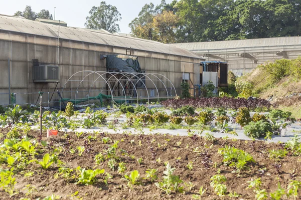 Terrenos agrícolas em Hong Kong Green House — Fotografia de Stock