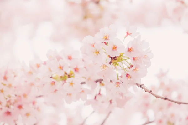 Cseresznyevirág tavasszal — Stock Fotó