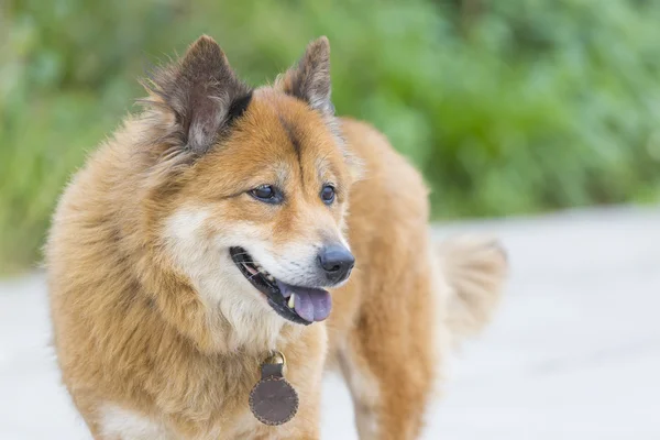 Köpek gülümsüyor — Stok fotoğraf