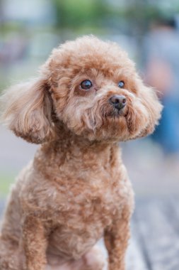 Sevimli fino köpeği köpek