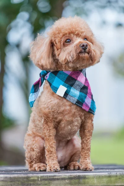 Cão bonito poodle — Fotografia de Stock