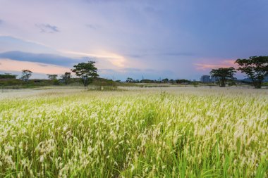 Sunset grasses in Hong Kong