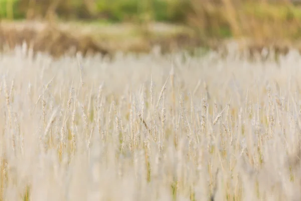 Close-up van grassen — Stockfoto