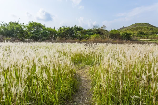 Feld bei sonnigem Tag — Stockfoto