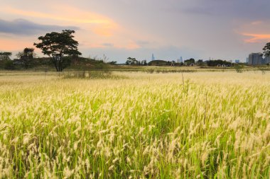 günbatımı otlak üzerinde