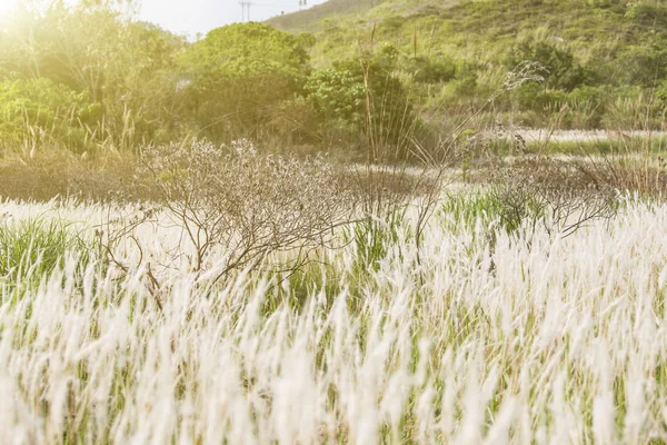 Sunny day at farmland — Stok fotoğraf