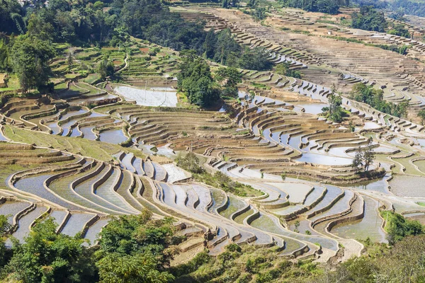 Rice terraces in Yuanyang, China — 图库照片