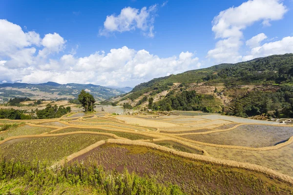 Rice terraces in Yuanyang, China — 图库照片