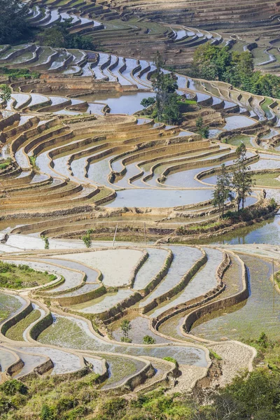 Reisterrassen in Yuanyang, China — Stockfoto