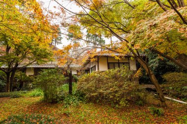 Autumn in forest in Japan