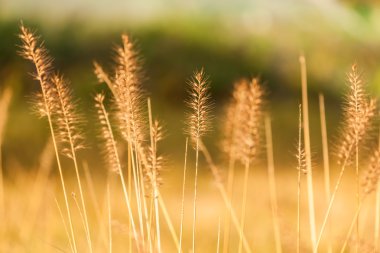 Gün batımında sonbahar otlar