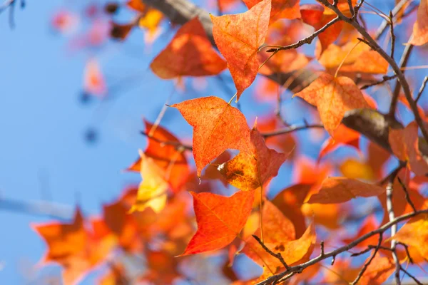 Hojas rojas de otoño — Foto de Stock