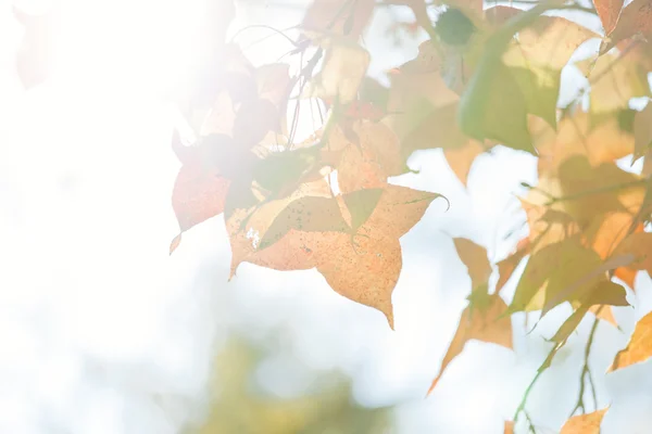 Autumn leaves at sunshine — Stock Photo, Image