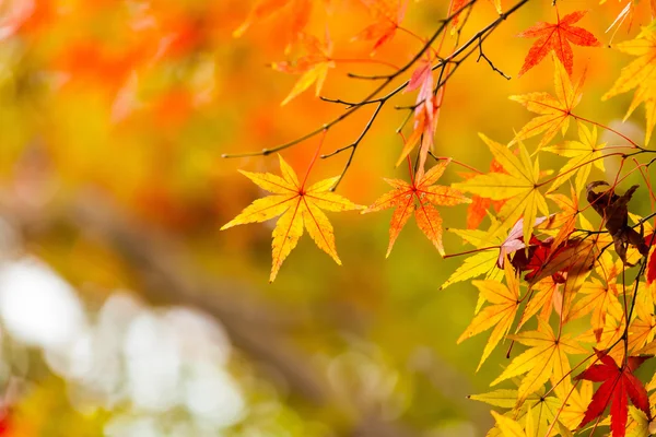 Feuilles d'automne fond — Photo