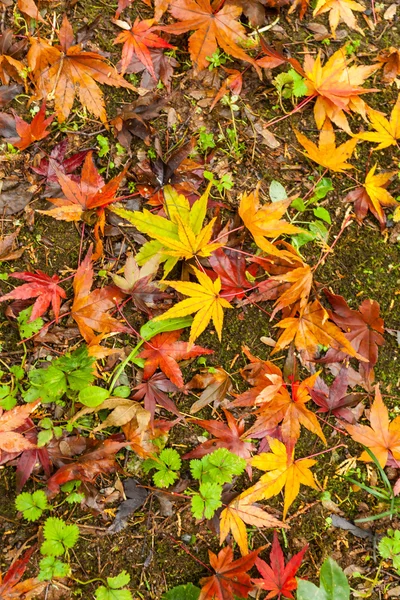 Upadłe liście klonu jesiennego — Zdjęcie stockowe