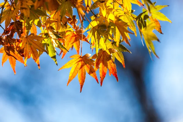 Feuilles jaunes en automne — Photo