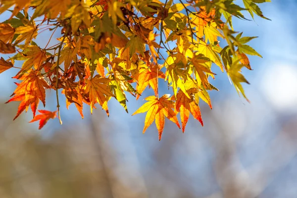 Yellow leaves in autumn — Stock Photo, Image