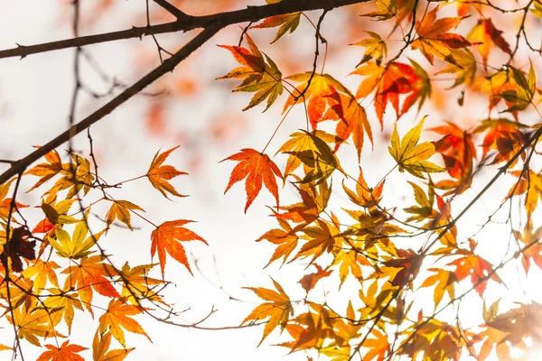 Φθινοπωρινά φύλλα στο sunshine — Φωτογραφία Αρχείου