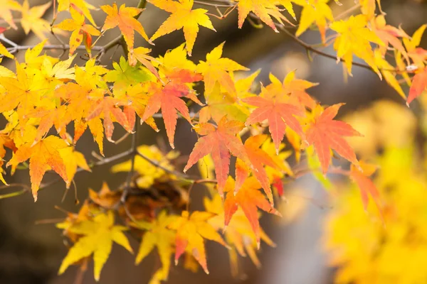 Gule blader om høsten – stockfoto