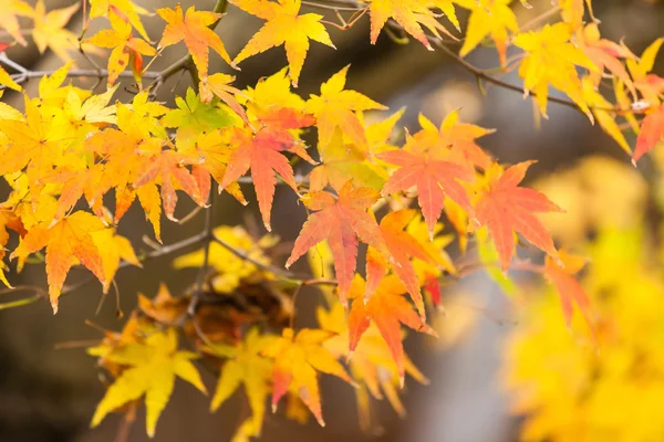 Feuilles jaunes en automne — Photo