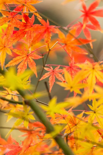 Red leaves in autumn — Stock Photo, Image