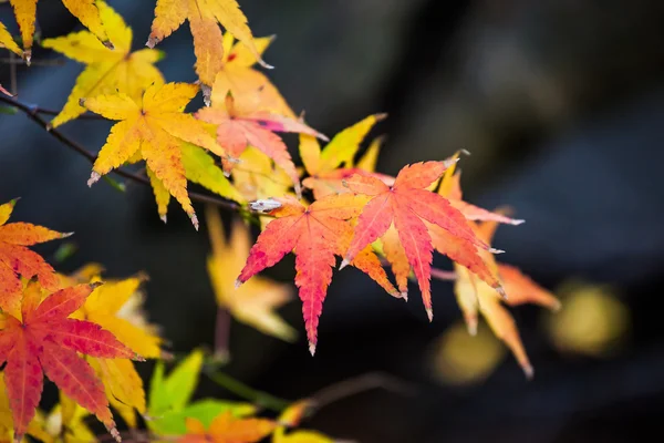 Herfst bos in Japan — Stockfoto