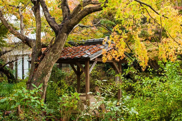 Forêt d'automne au Japon — Photo