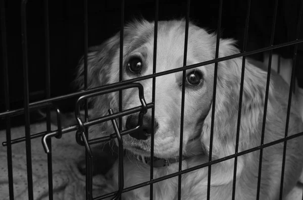 Yavru horoz İspanyol yavru içinde onun krater