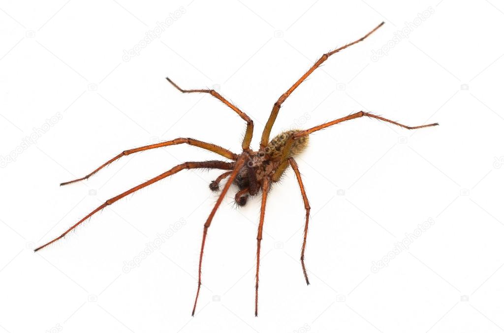 Common house spider,Tegenaria duellica