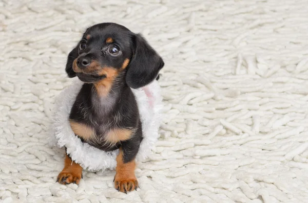 Cachorro de perro salchicha miniatura —  Fotos de Stock