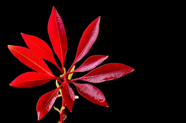 Photinia fraseri in Nahaufnahme auf schwarzem Hintergrund. — Stockfoto