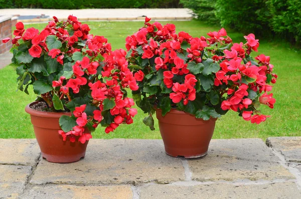 Colorful planters on the patio — Stock Photo, Image